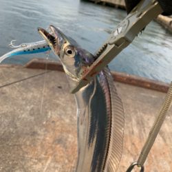 今日のタチウオは激シブ