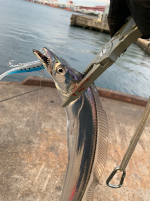 今日のタチウオは激シブ