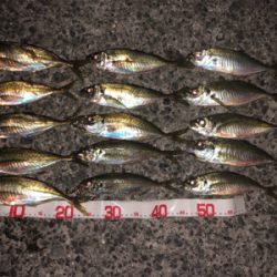 楽しいアジング