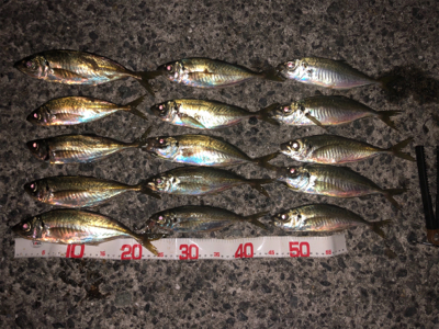 楽しいアジング