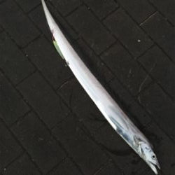 太刀魚、朝マヅメの15分時合。。。