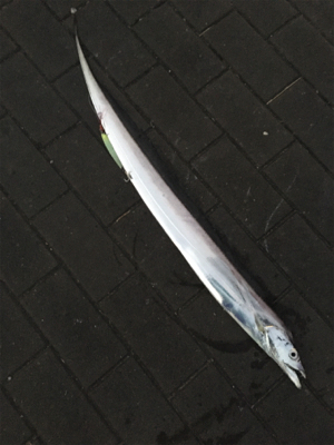 太刀魚、朝マヅメの15分時合。。。