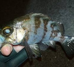 ナイトメバリング