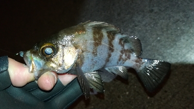 ナイトメバリング