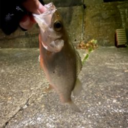 ランガンアジング！？