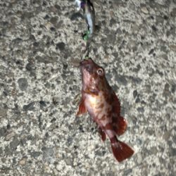 テンヤにガシラ