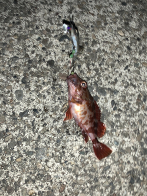 テンヤにガシラ