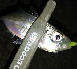 ナイトアジング