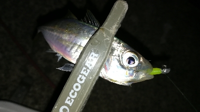 ナイトアジング