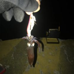 心折れそうなヒイカ釣り(><)