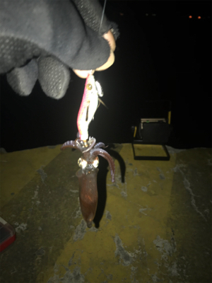 心折れそうなヒイカ釣り(><)