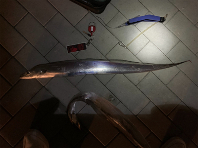 久しぶりに爆釣