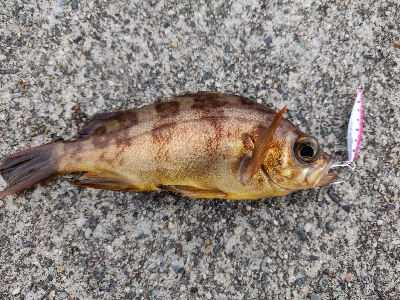 ライトゲームで四目