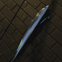 今朝は朝マヅメ太刀魚時合無く。。。