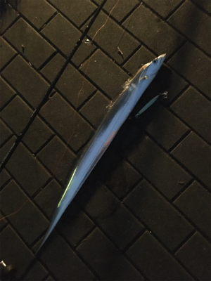 今朝は朝マヅメ太刀魚時合無く。。。