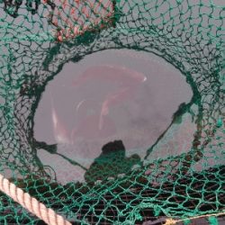 今季最後の海上釣堀