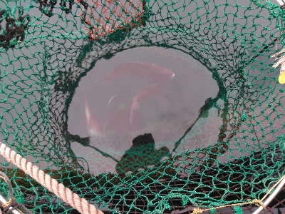 今季最後の海上釣堀