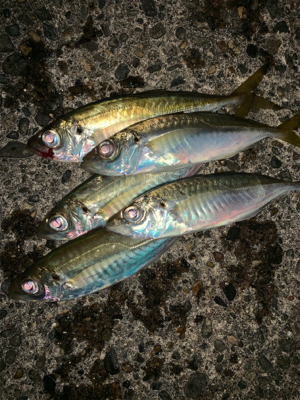 松部港 アジサビキ釣り