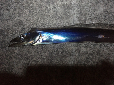 東側ベランダでタチウオ