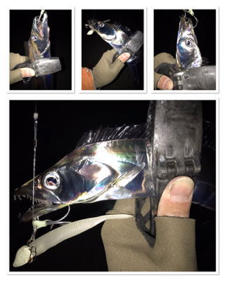 湾奥タチウオ、若潮に苦戦。