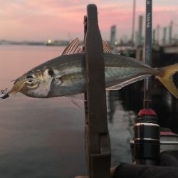 アジング練習 72