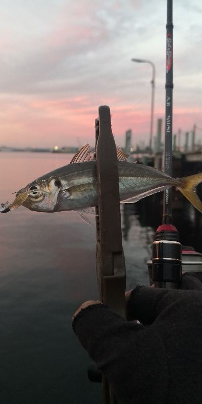 アジング練習 72