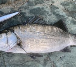 ヒラスズキ開拓