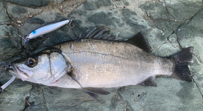 ヒラスズキ開拓