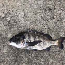 本日は渋々なり