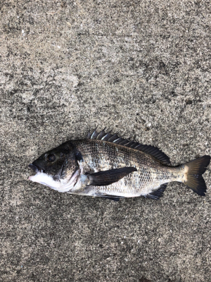 本日は渋々なり