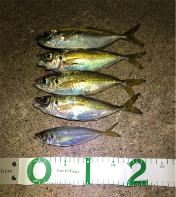 師走でもアジング