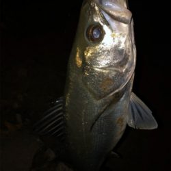 少ないチャンスをものに