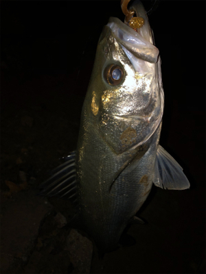 少ないチャンスをものに