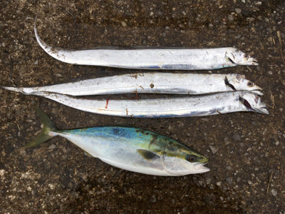 初ポイント。南港→海釣り公園。