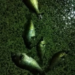 メバルの活性高