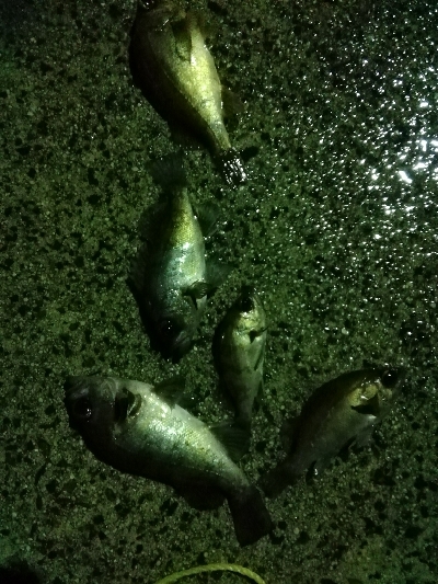 メバルの活性高