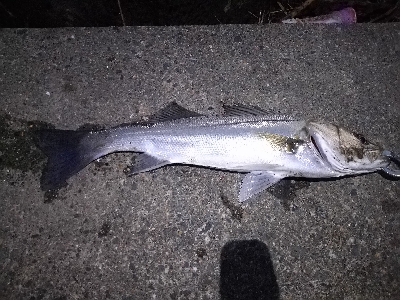 朝まづめにワームで