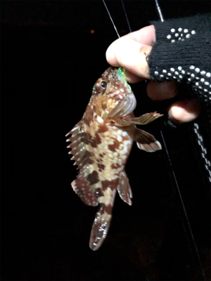 安定のガシリング