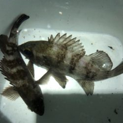 南蛮漬けが食べたくて