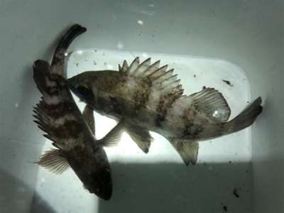 南蛮漬けが食べたくて