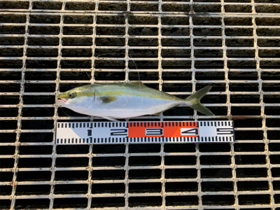 安定のノマセでハマチ