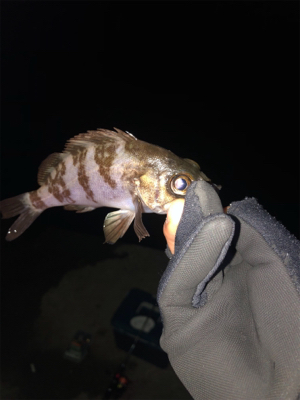 ライトゲームに移行です