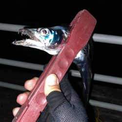 連日つ抜けはならずも陸っぱりドラゴン