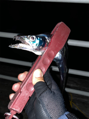 連日つ抜けはならずも陸っぱりドラゴン