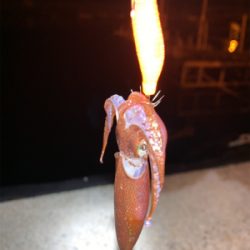 ヒイカ⑩メバル④