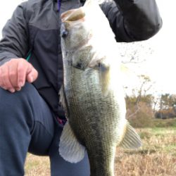 ライトテキサスで久々の良型（45cm）