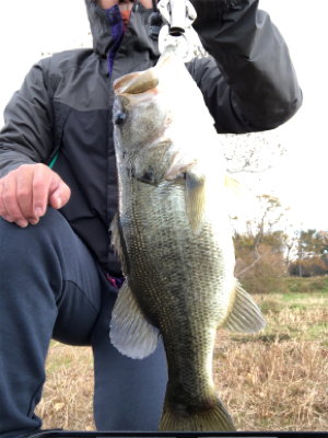 ライトテキサスで久々の良型（45cm）