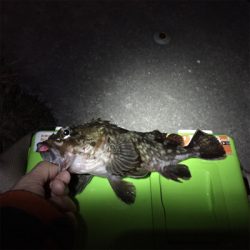 大阪湾奥アジング アミパターン?