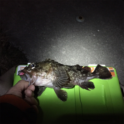 大阪湾奥アジング アミパターン?