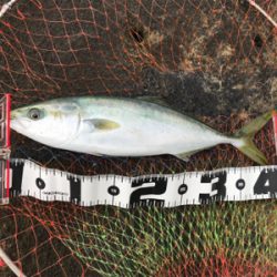 フカセで初イナダ